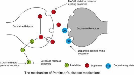 Neuro Physiotherapy Approaches for Bridging the Gap in Coexisting Acute Ischemic Stroke and Parkinson's Disease
